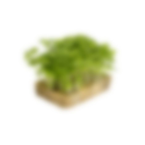 Sprouted radish